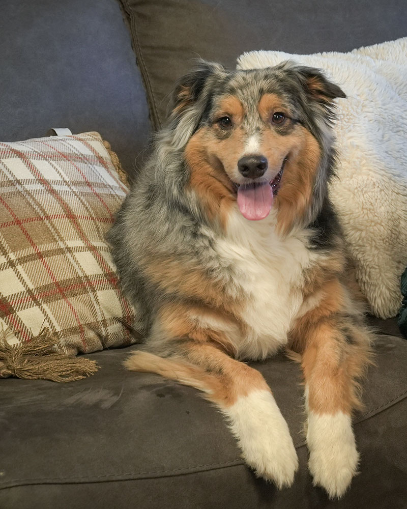 Australian shepherd dog sitting on a couch.