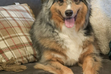 Australian shepherd dog sitting on a couch.